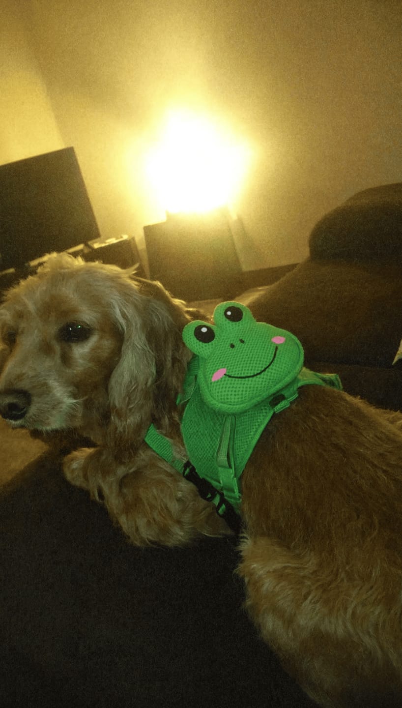 Customer photo review of Mochila para Perros