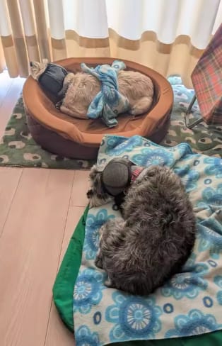 Customer photo review of Dog Anxiety Ear Cover