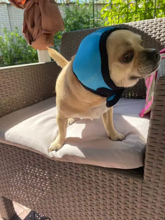 Customer photo review of Orejeras Calmantes para Perros