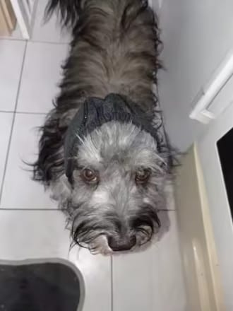 Customer photo review of Orejeras Calmantes para Perros