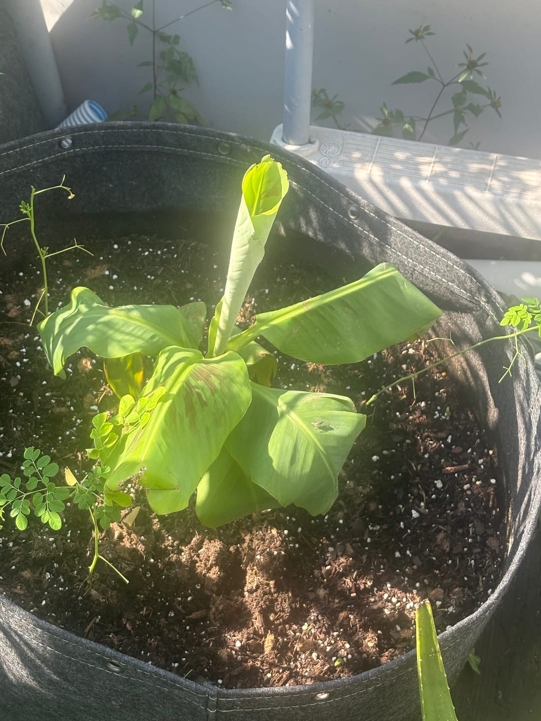 Customer photo review of Double Mahoi Banana