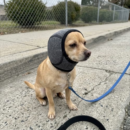 Customer photo review of Beruhigende Ohrenschützer für Hunde