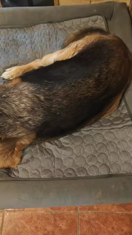 Customer photo review of Pupalls - Almohadilla refrescante para perros