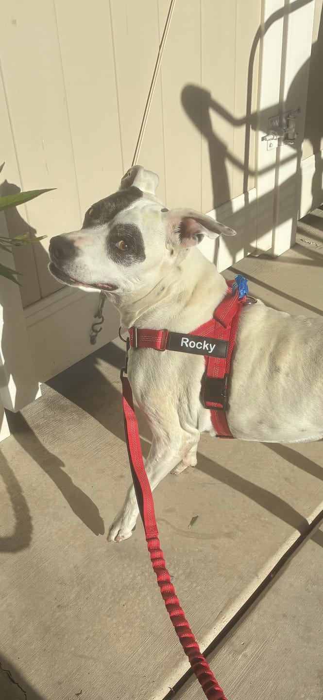 Customer photo review of KAVRIONA No-Pull Dog Harness