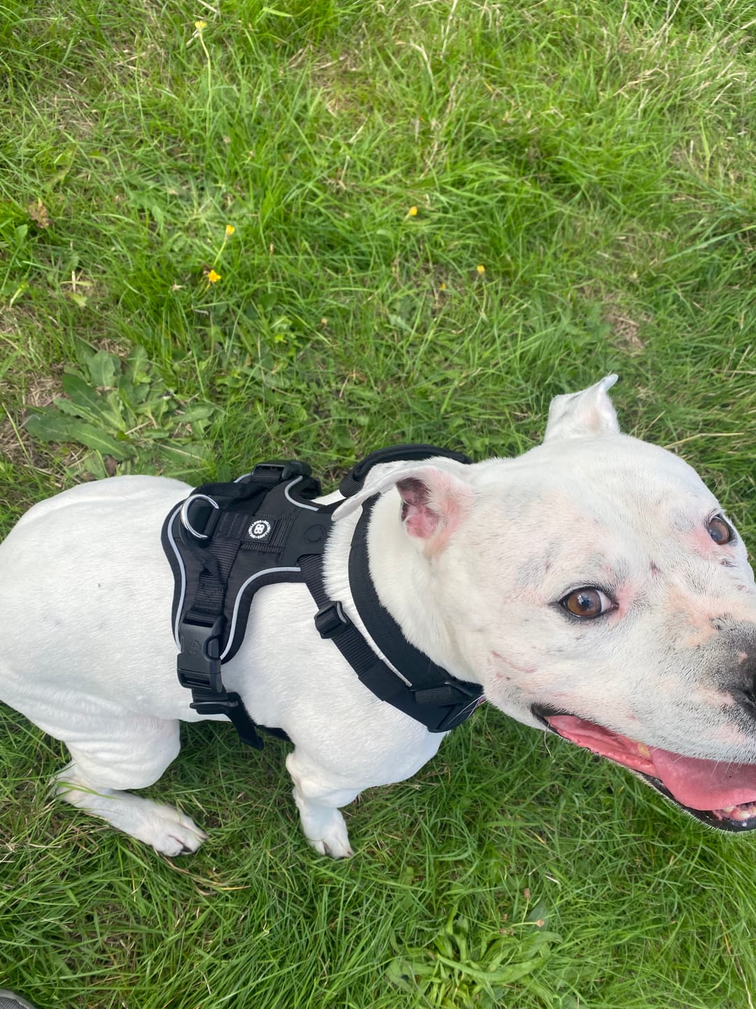 Customer photo review of 4cm Combat® Collar | With Handle & Secured Clip - Black