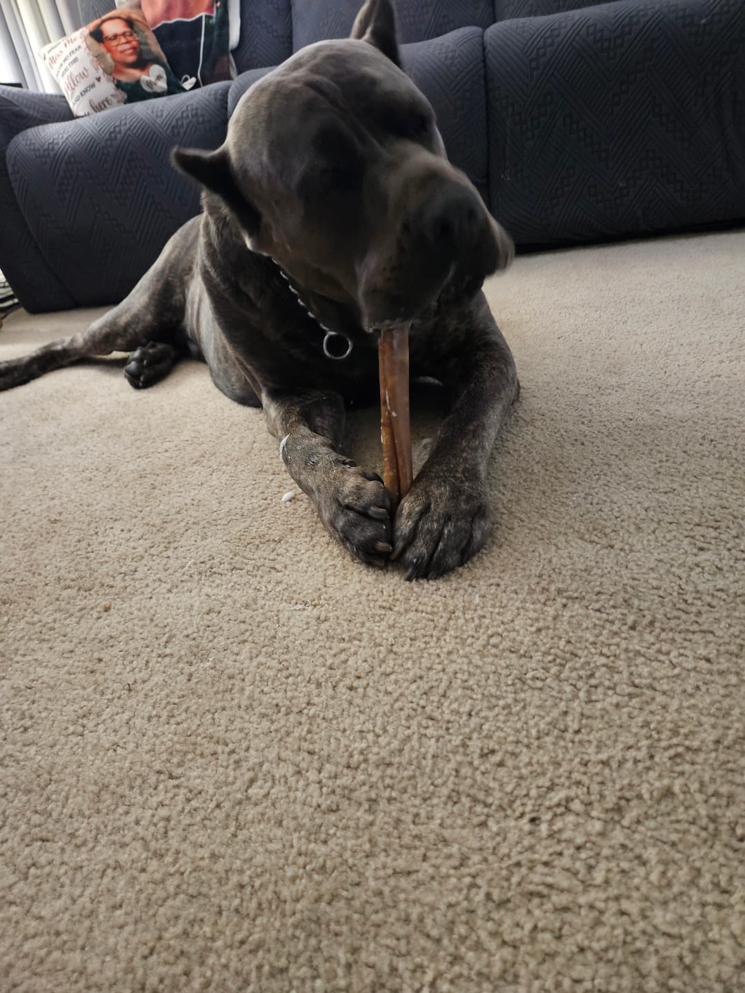 Customer photo review of Monster Super Bull Sticks