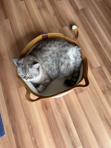 Customer's grey cat resting in a round, two-tone Fellnest Katzenkorb on a wooden floor.