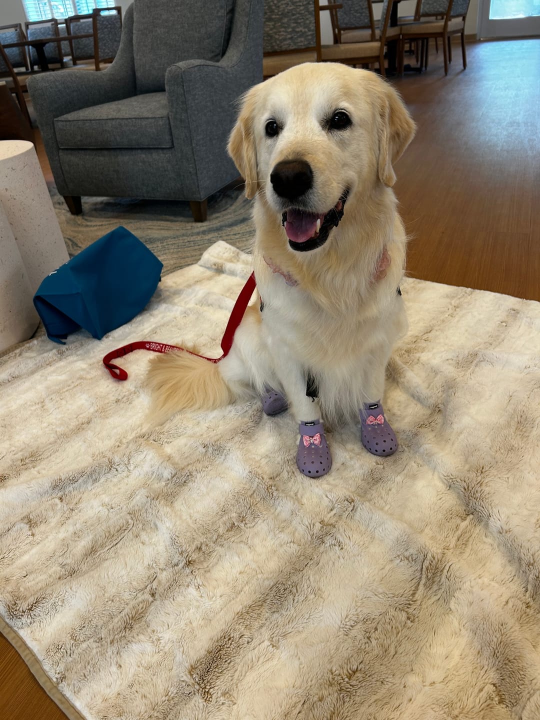 Customer photo review of WagWellies® Mojave