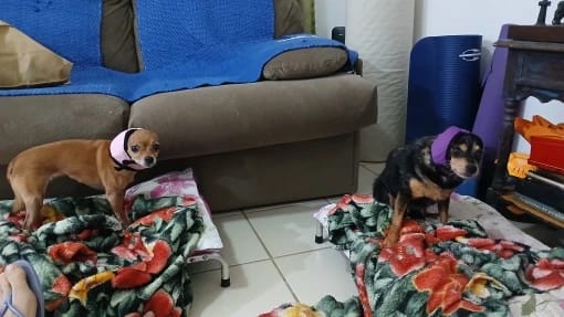 Customer photo review of Dog Anxiety Ear Cover