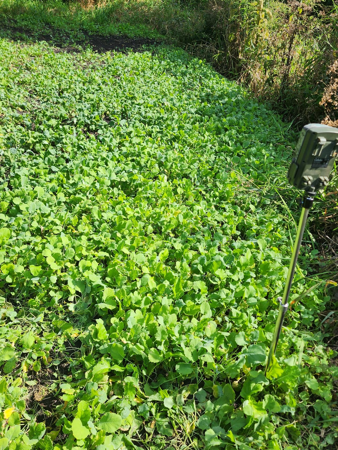 Customer photo review of Show Stopper™ Food Plot Seed