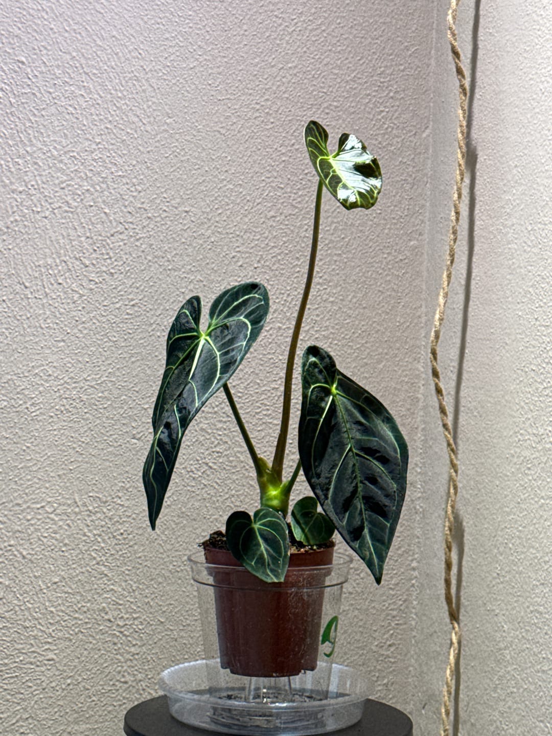 Customer photo review of ANTHURIUM REGALE