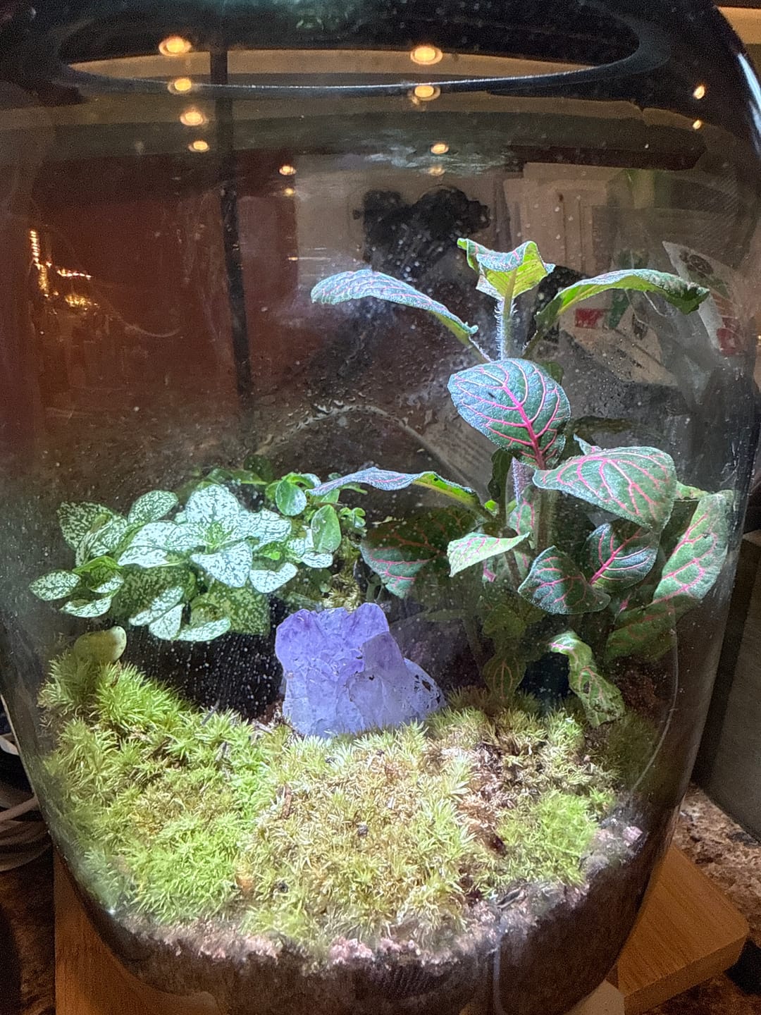 Customer photo review of 3 Plant Assortment & Cushion Moss