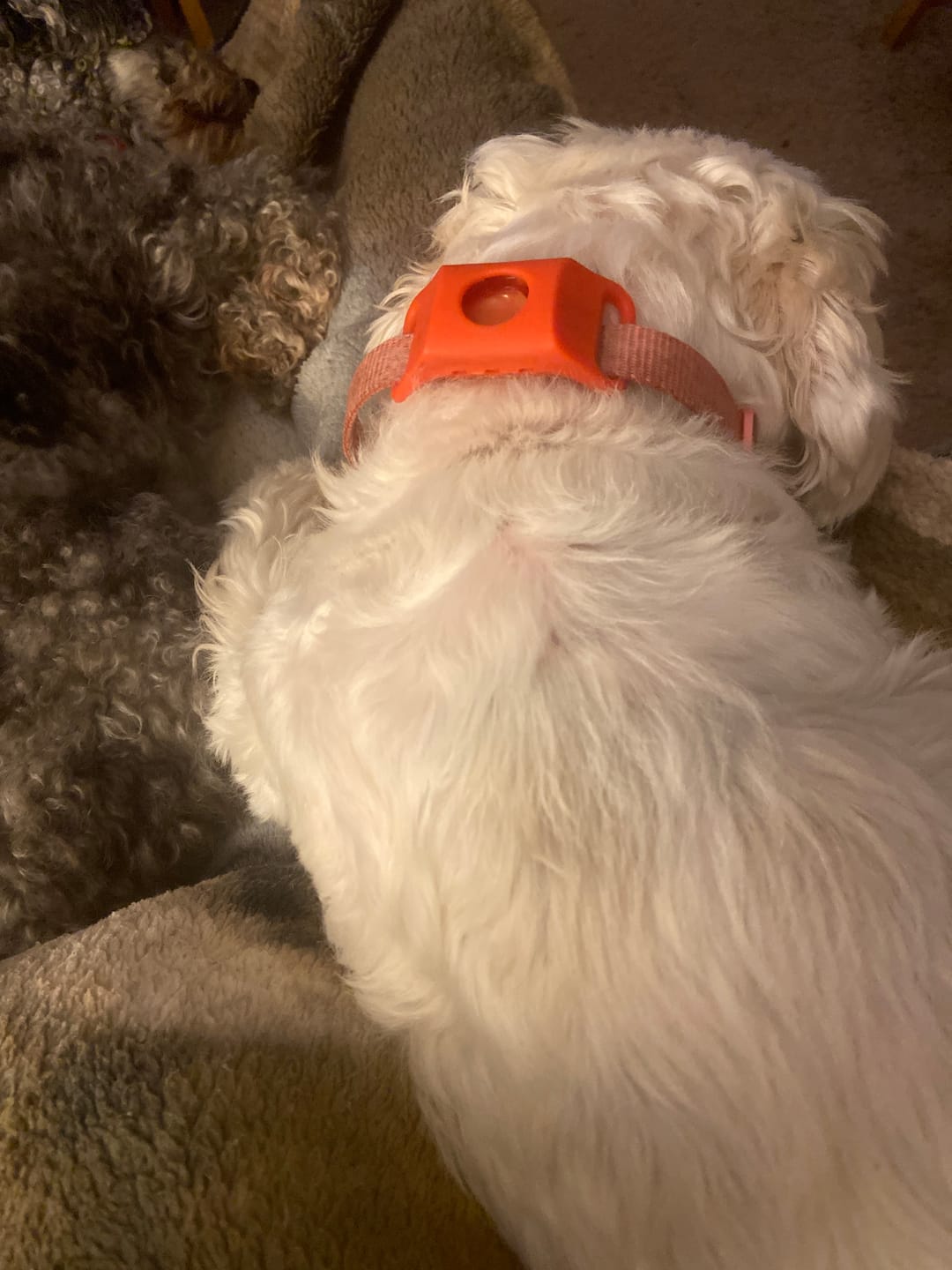 Customer photo review of FurLife™ - 12 Months All Natural Flea and Tick Tags for Dogs