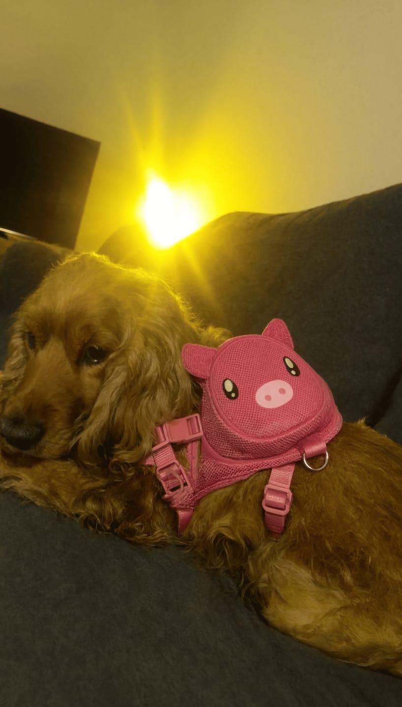 Customer photo review of Mochila para Perros