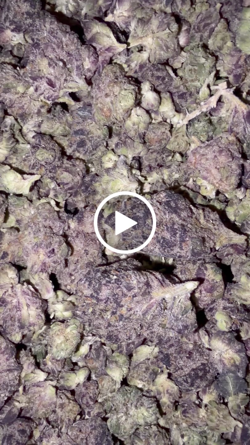 Customer video review of Velvet Cherries Indoor Mediums - Bulk Mediums - Indica