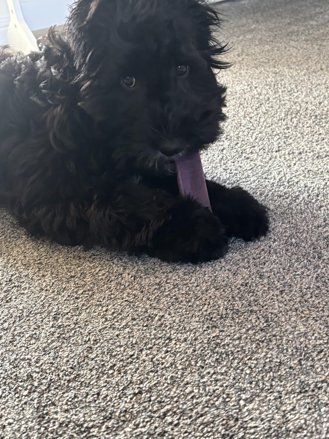 Customer photo review of Himmaleh Yak Chews