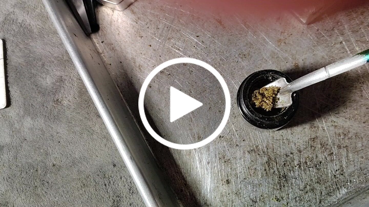 Customer video review of Legendary Gorilla Glue Honey Crystal 3.5G (BOGO)