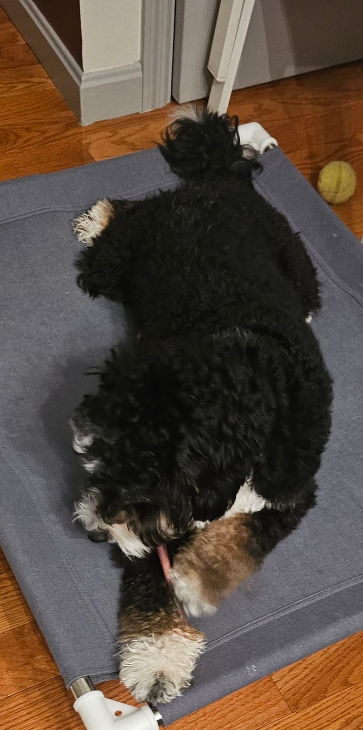 Customer photo review of 6 Inch Standard Bully Stick