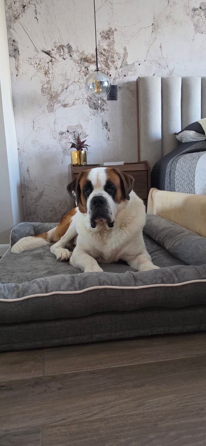 Customer photo review of Cama Ortopédica para Perros