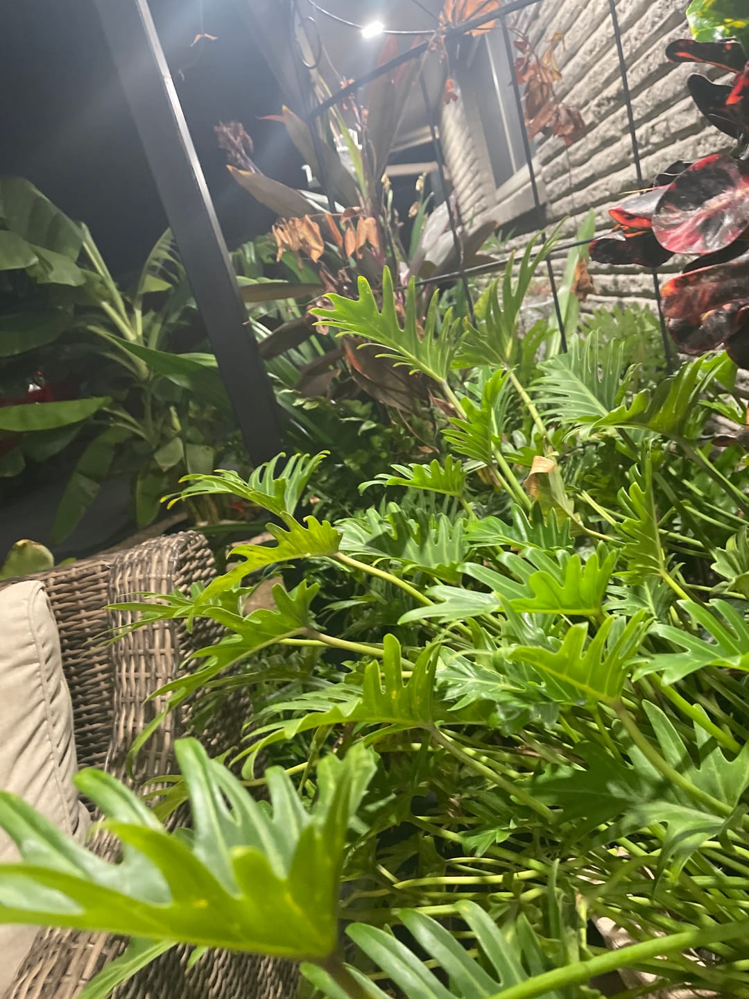 Customer photo review of Blueberry Cough - 28 Grams - Sativa