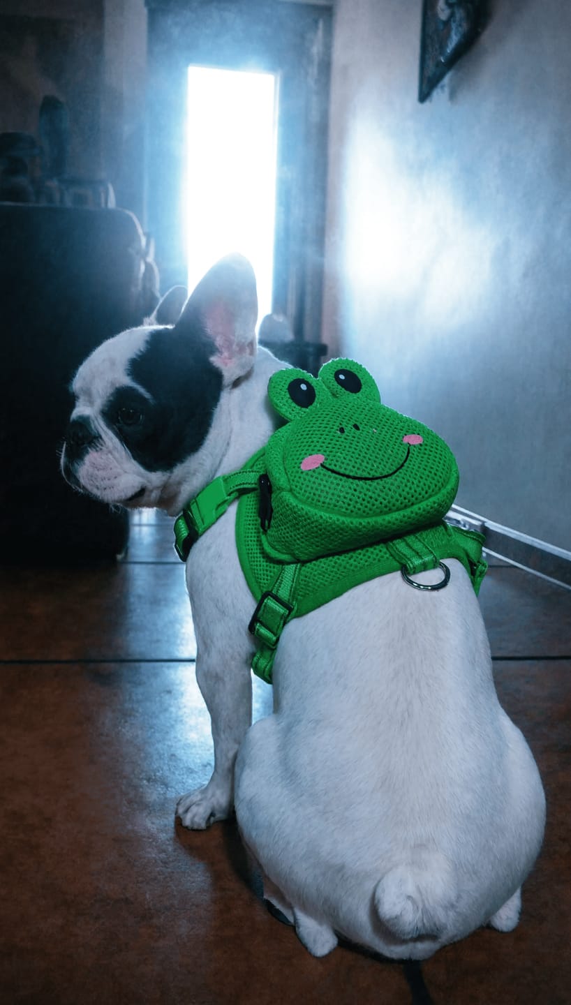 Customer photo review of Mochila para Perros