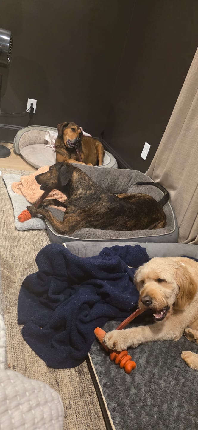 Customer photo review of 12 Inch Monster Bully Stick
