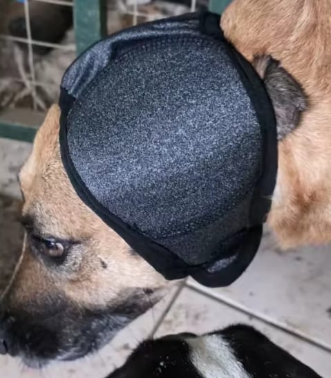 Customer photo review of Beruhigende Ohrenschützer für Hunde