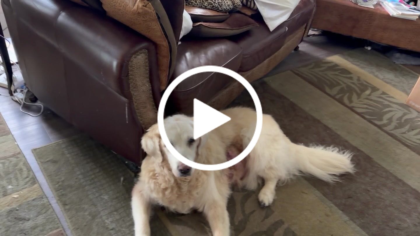 Customer video review of Tummy Essentials Digestive Chews