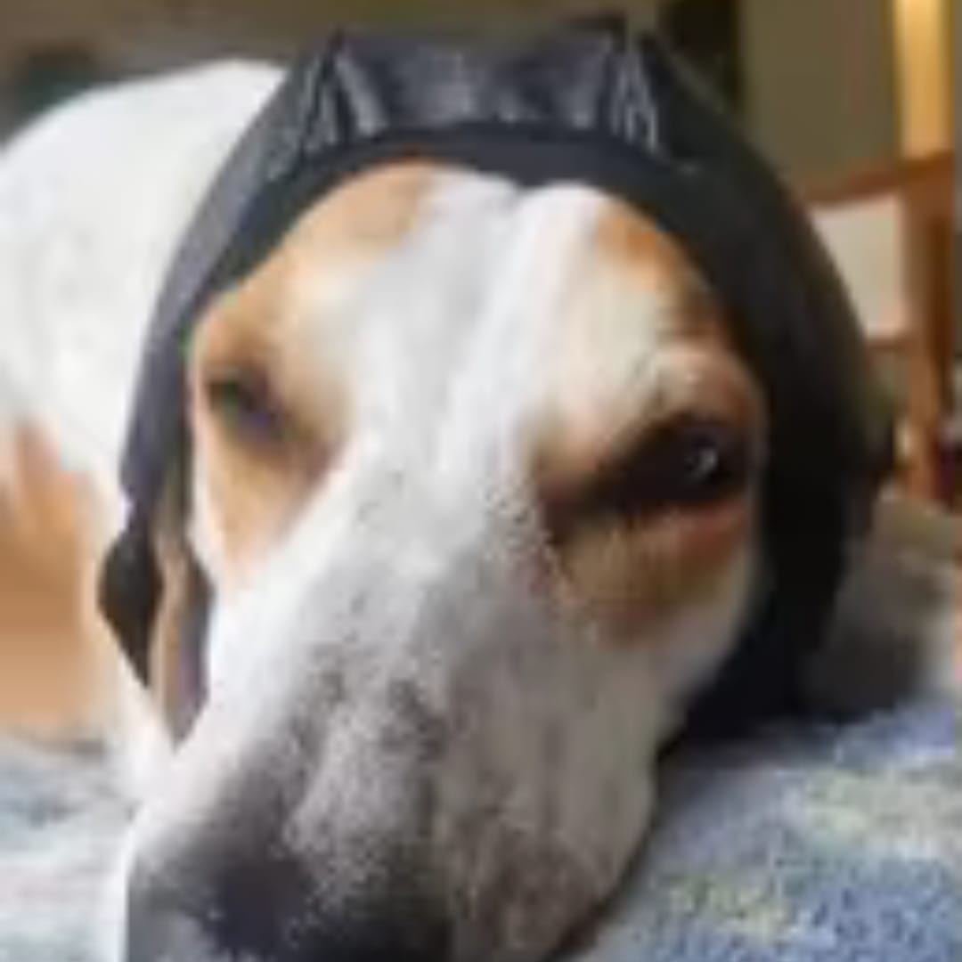 Customer photo review of Dog Anxiety Ear Cover