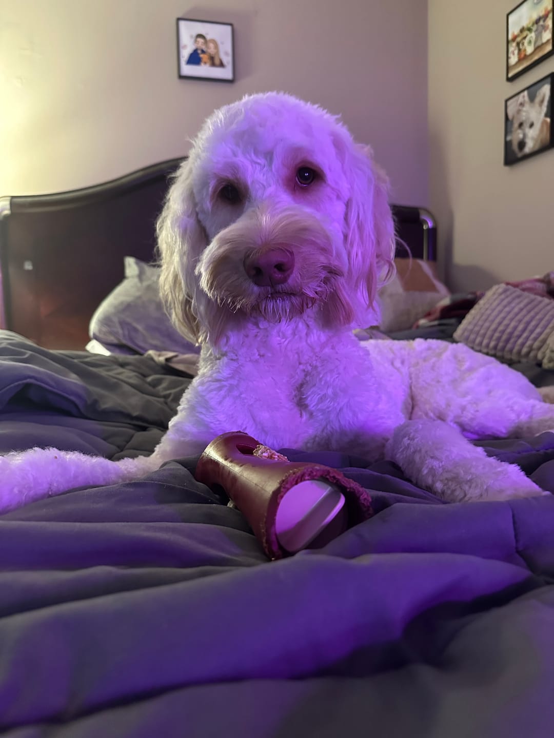 Customer photo review of 6 Inch Monster Bully Stick