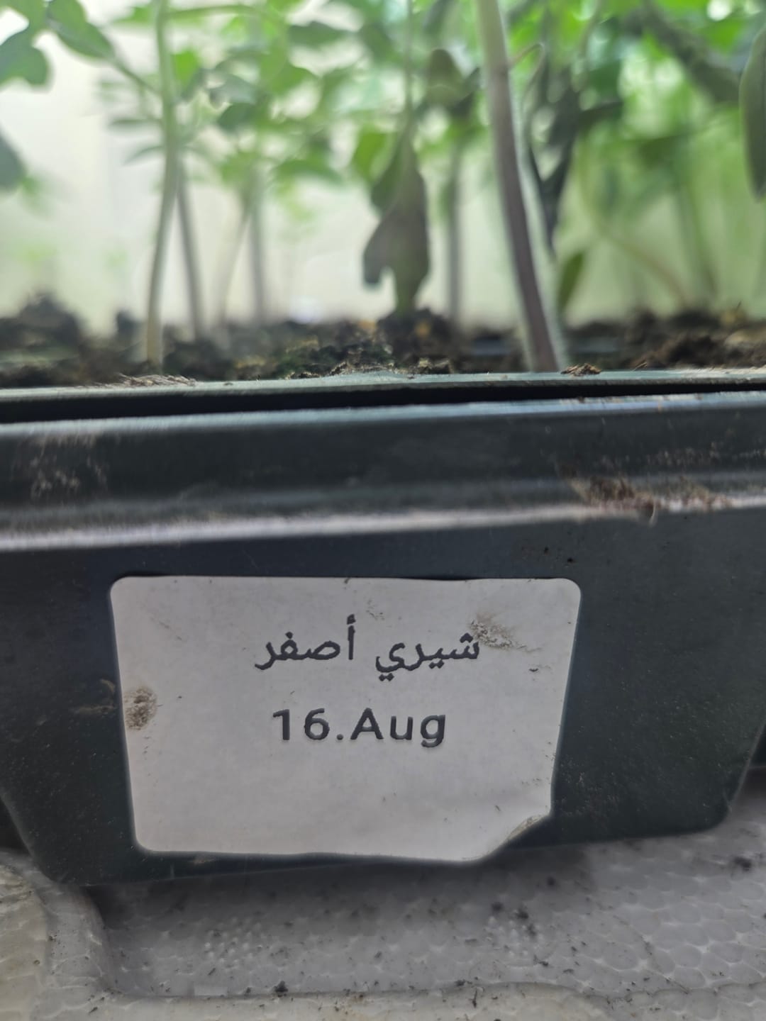 Customer photo review of Tomato Golden Nugget
