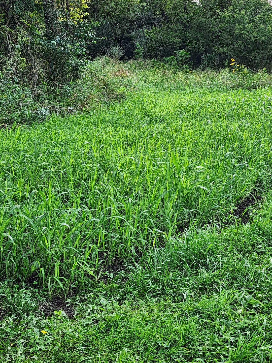 Customer photo review of Dirty Bird™ Food Plot Seed