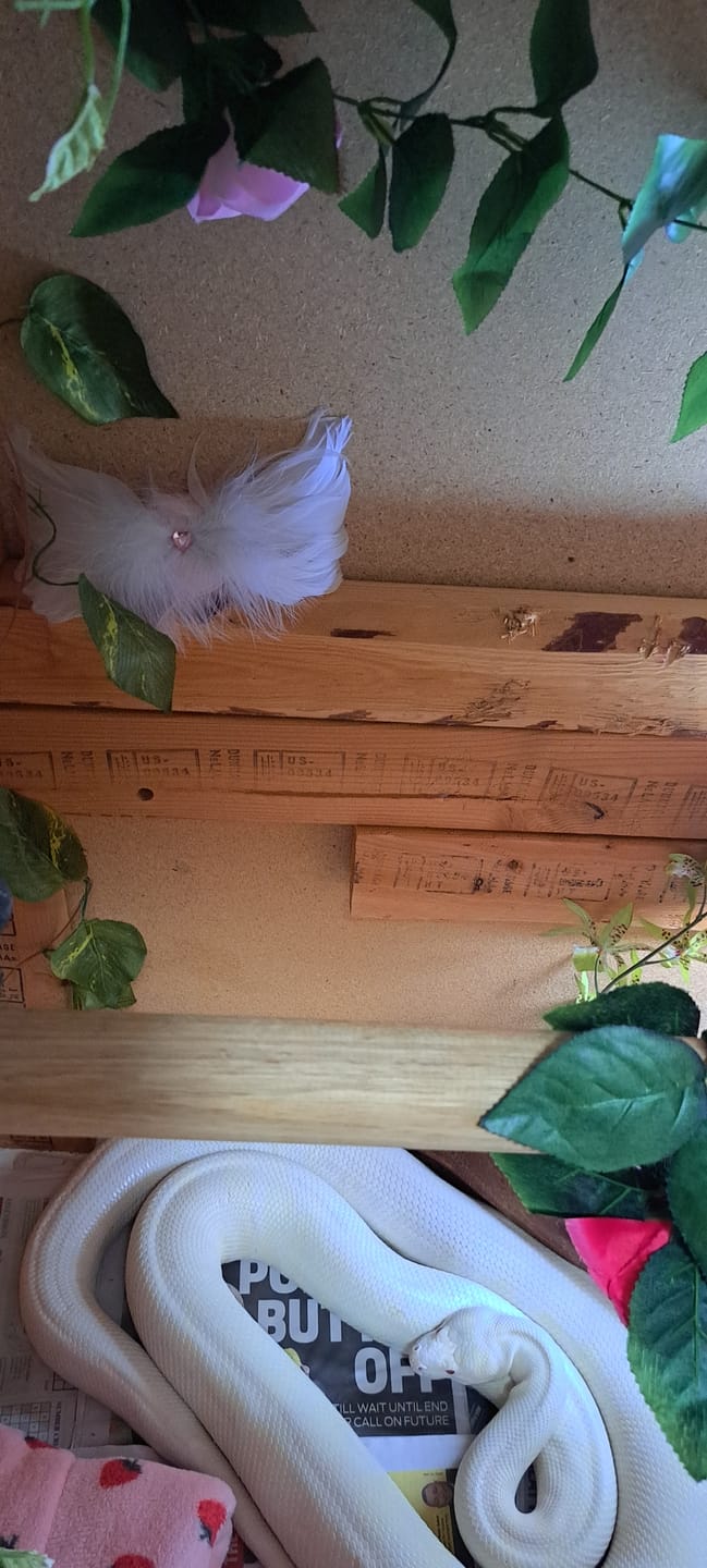 Customer photo review of Mystery Angel Gift
