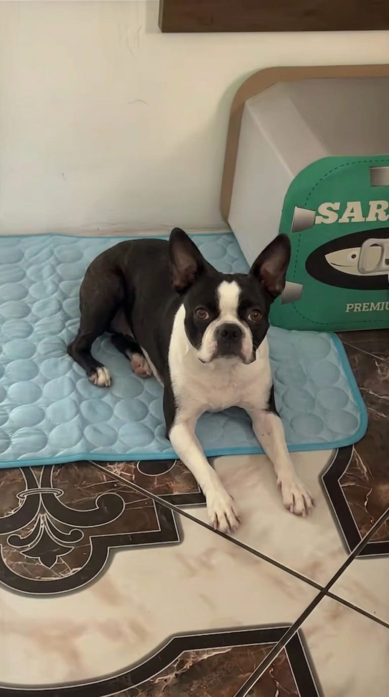 Customer photo review of Pupalls - Almohadilla refrescante para perros