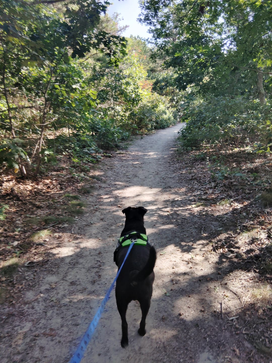Customer photo review of Dogshood ™ No Pull Harness