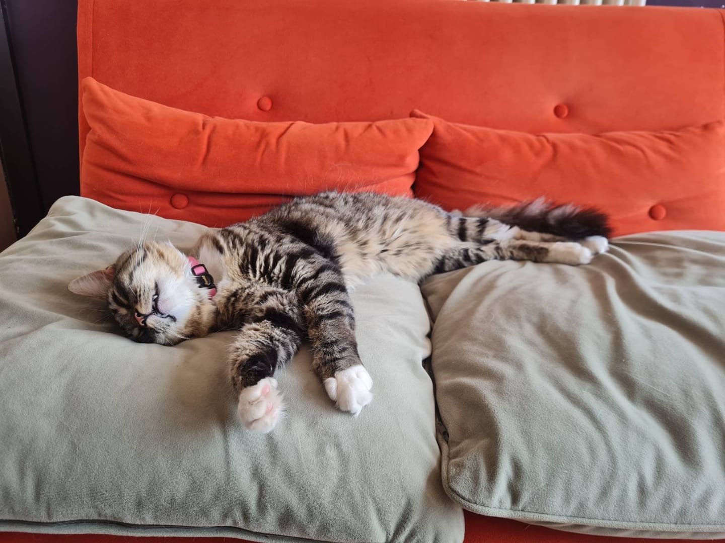 Customer photo review of Breakaway Cat Collar