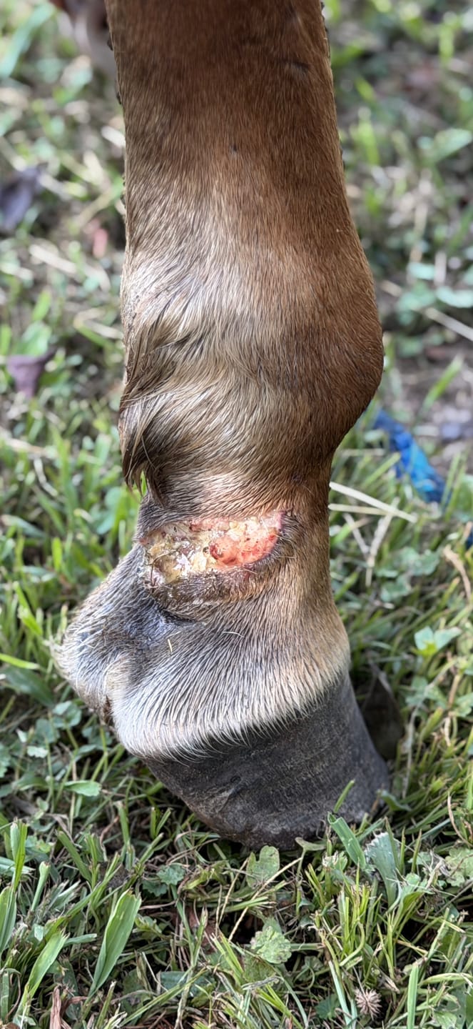 Customer photo review of Trouble Spot Drying Paste