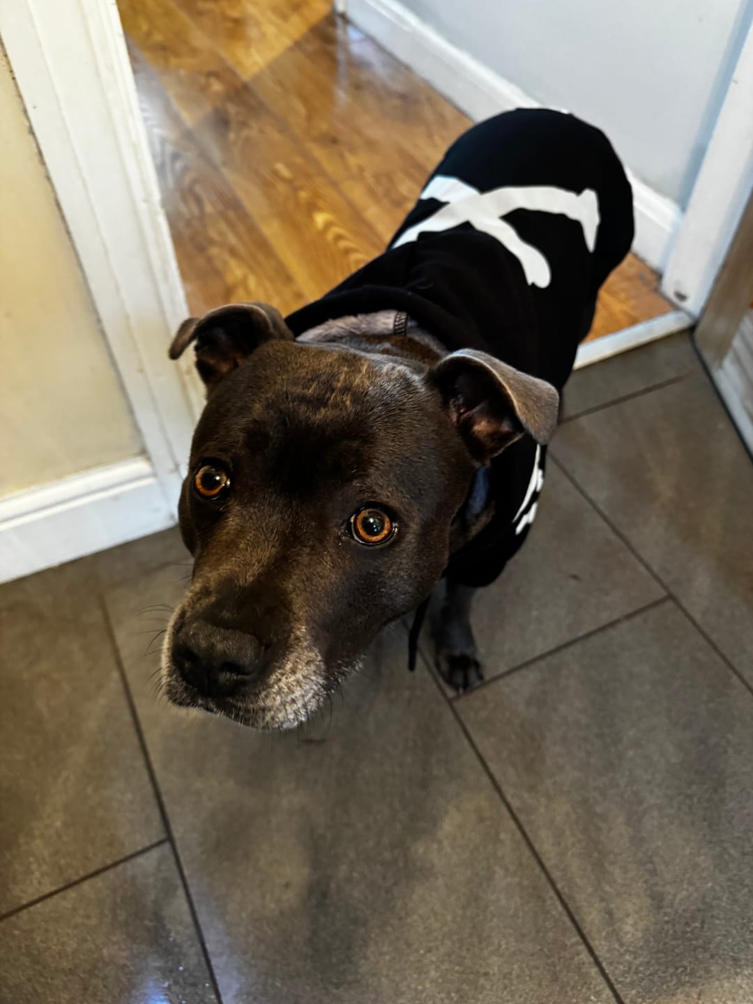 Customer photo review of "WOOF" Dog Hoodie - Black & Reflective