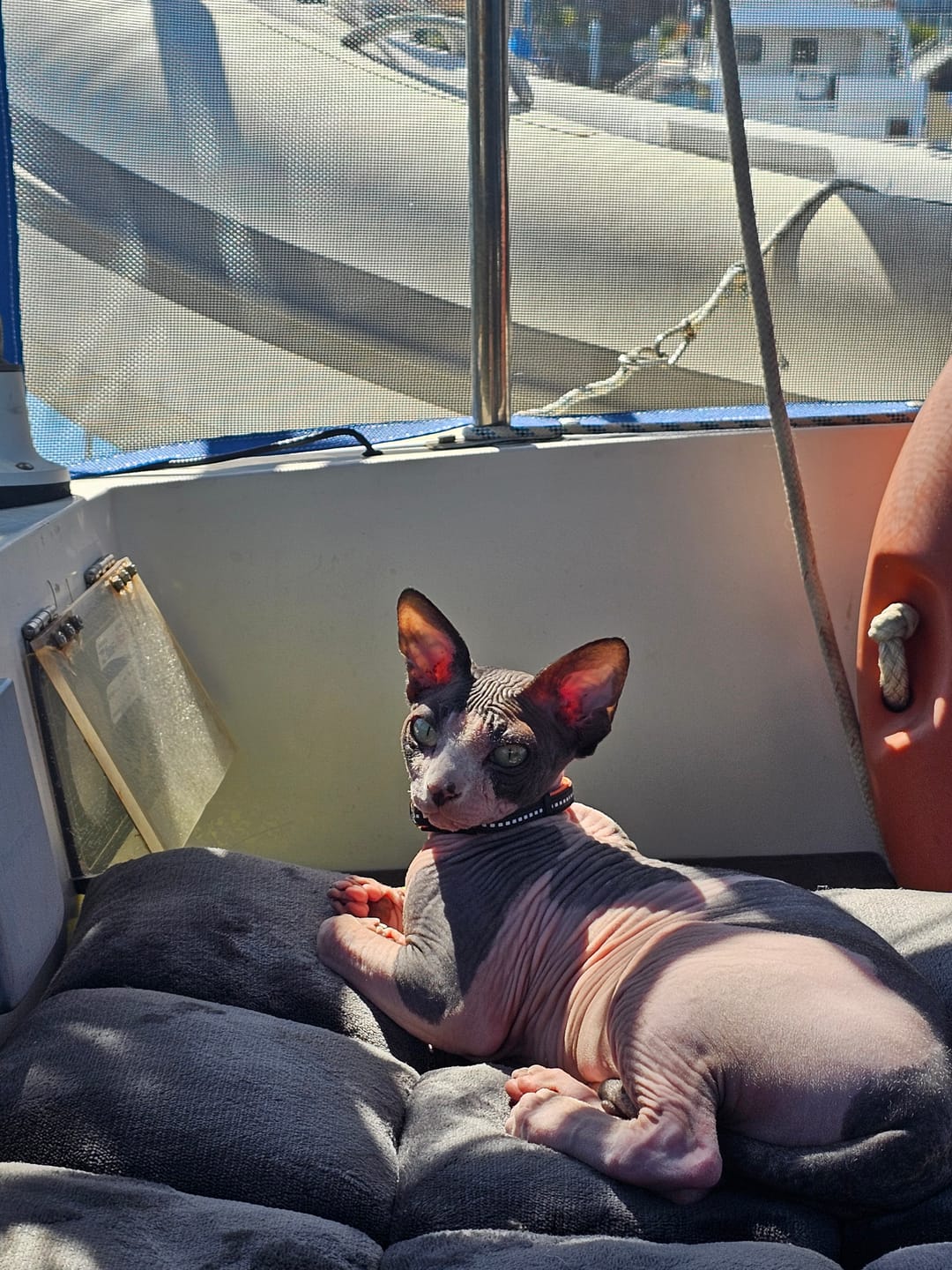 Customer photo review of Hairless Cat Shampoo 500ml