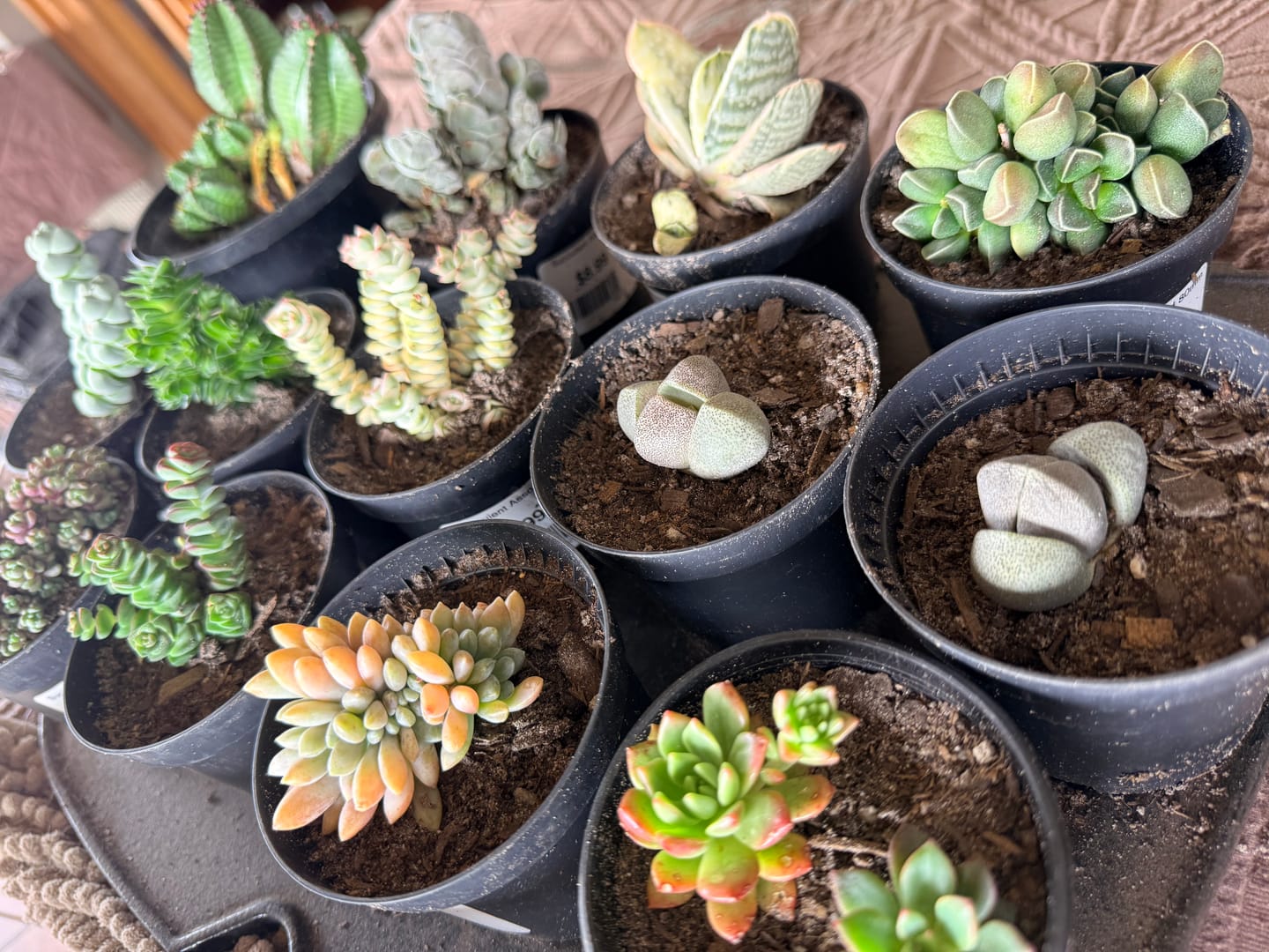 Customer photo review of Pleispilos 'Split Rock'