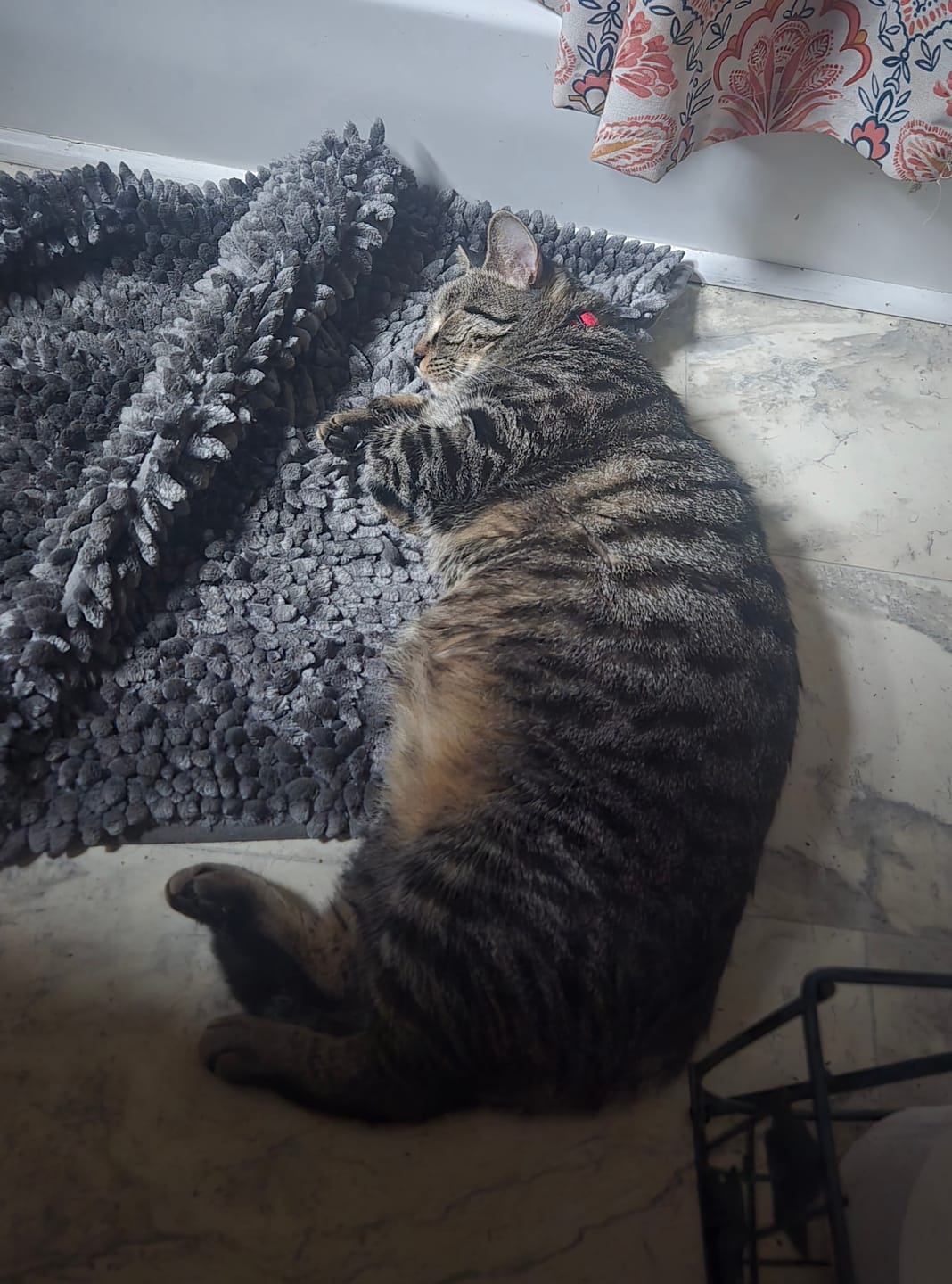 Customer photo review of FurLife™ - 8 Months Flea and Tick Free
