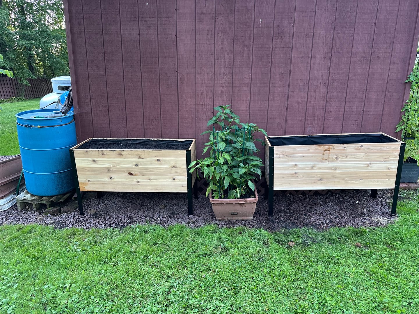 Customer photo review of The July 4th Garden Duo
