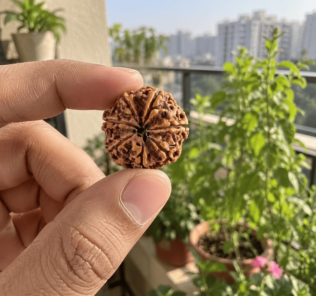 Customer photo review of 7 Mukhi Rudraksha (Nepali)