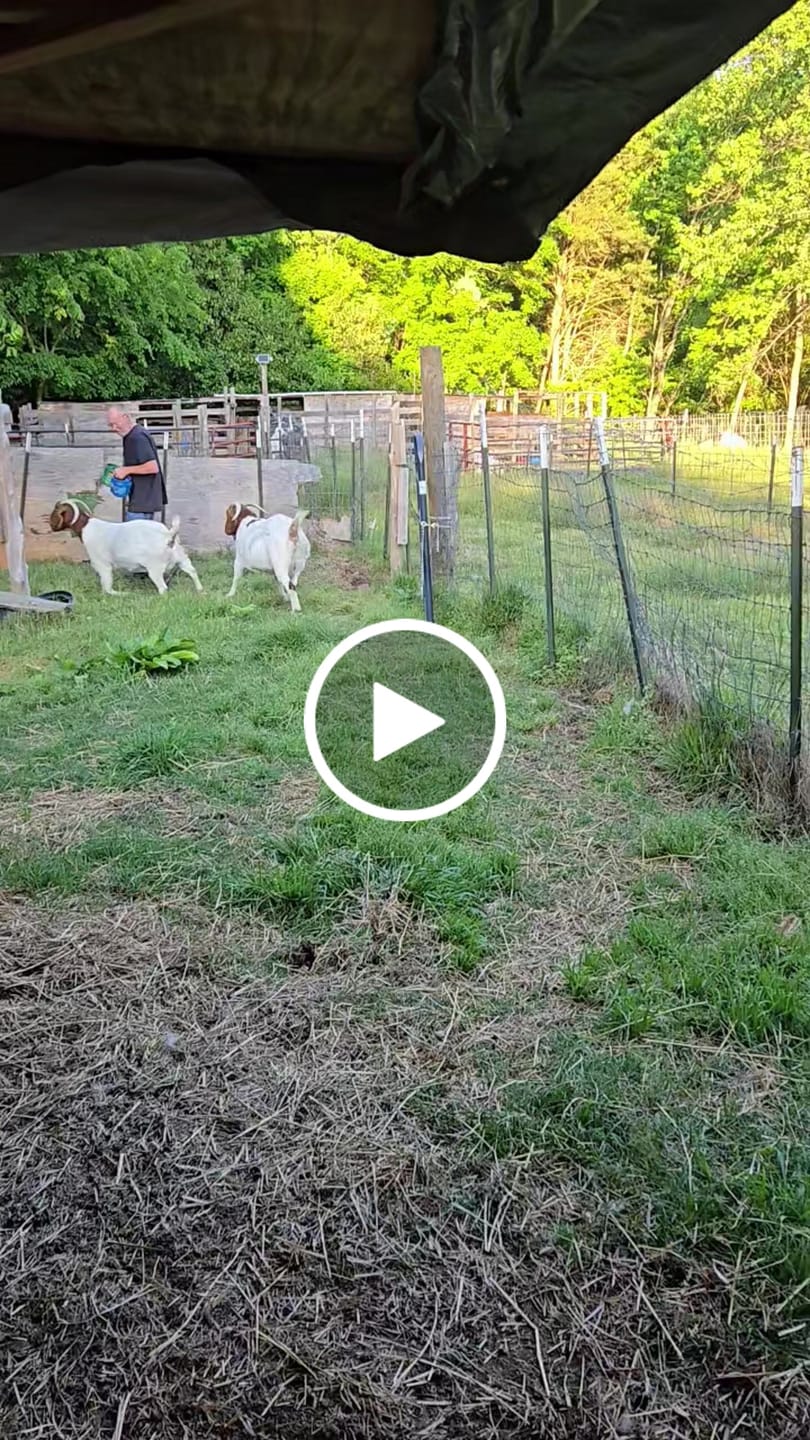 Customer video review of OptiWize Collagen +Plus Livestock Joint Supplement