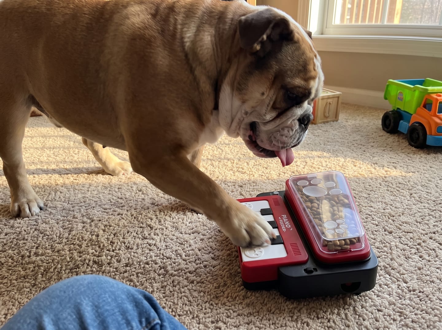 Customer photo review of PianoFeeder™ Interactive Dog Treat Dispenser