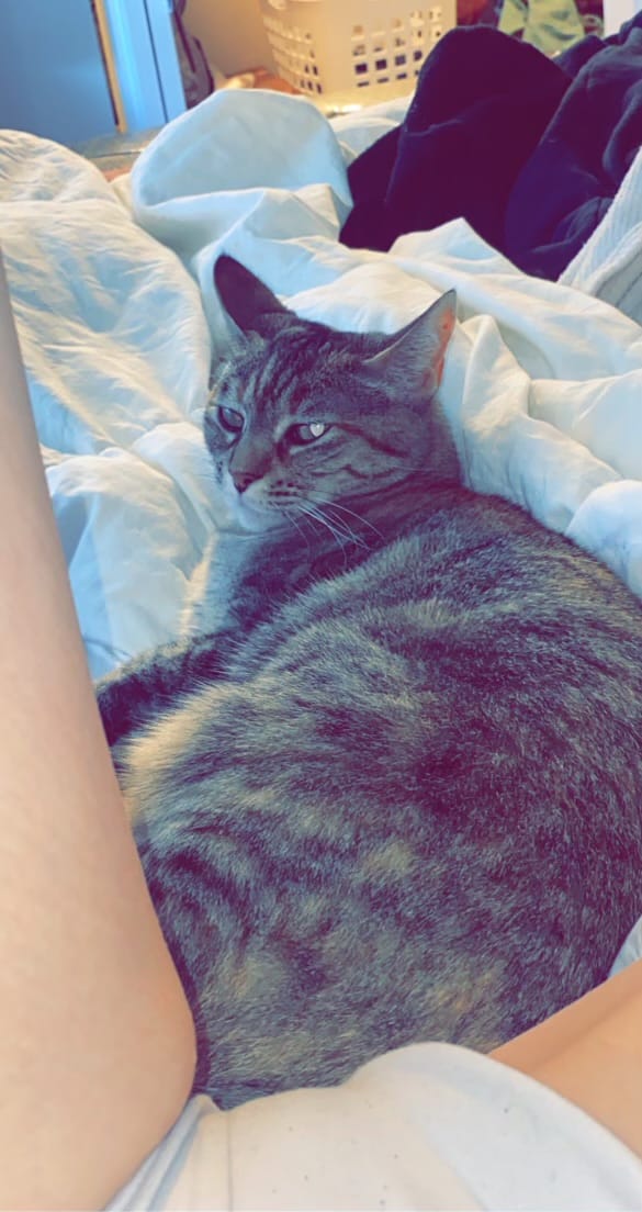 Customer photo review of Michu Mixed Tofu Cat Litter, Heavy Duty Flushable Kitty Litter -5.5lb/88oz