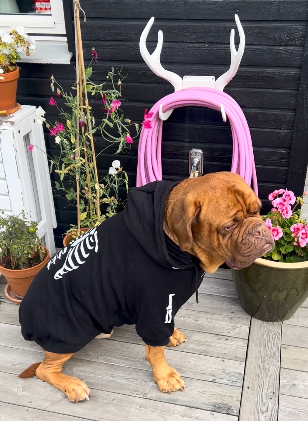 Customer photo review of Halloween Dog Hoodie - Reflective Skeleton