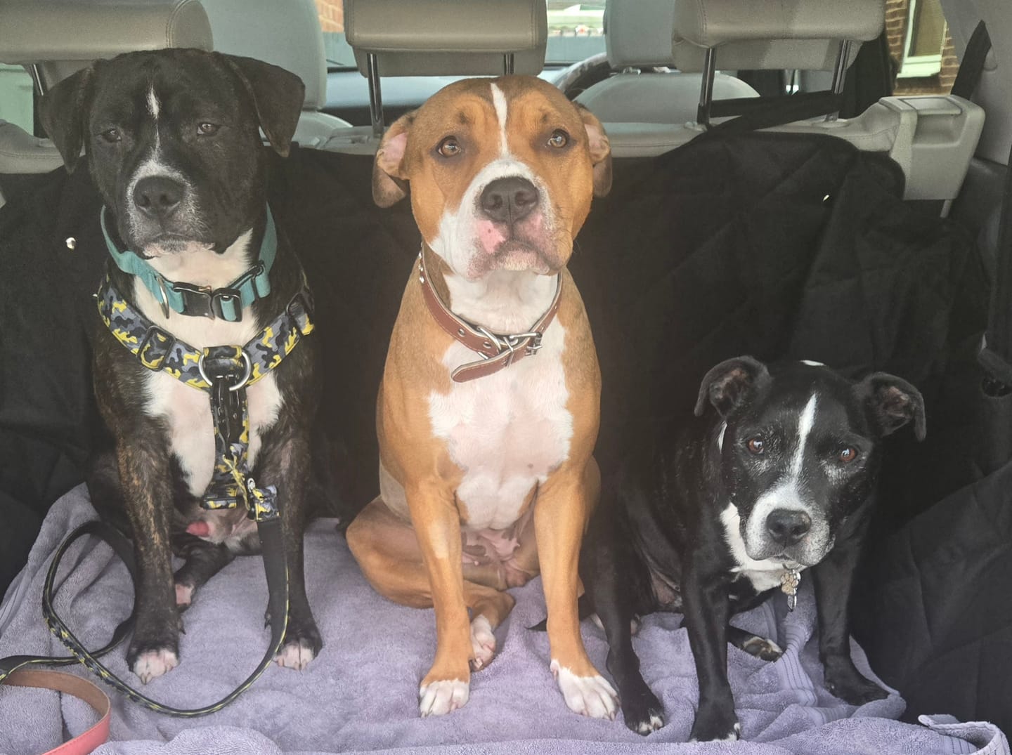 Customer photo review of 5cm Combat® Collar | With Handle & Secure Clip - Black
