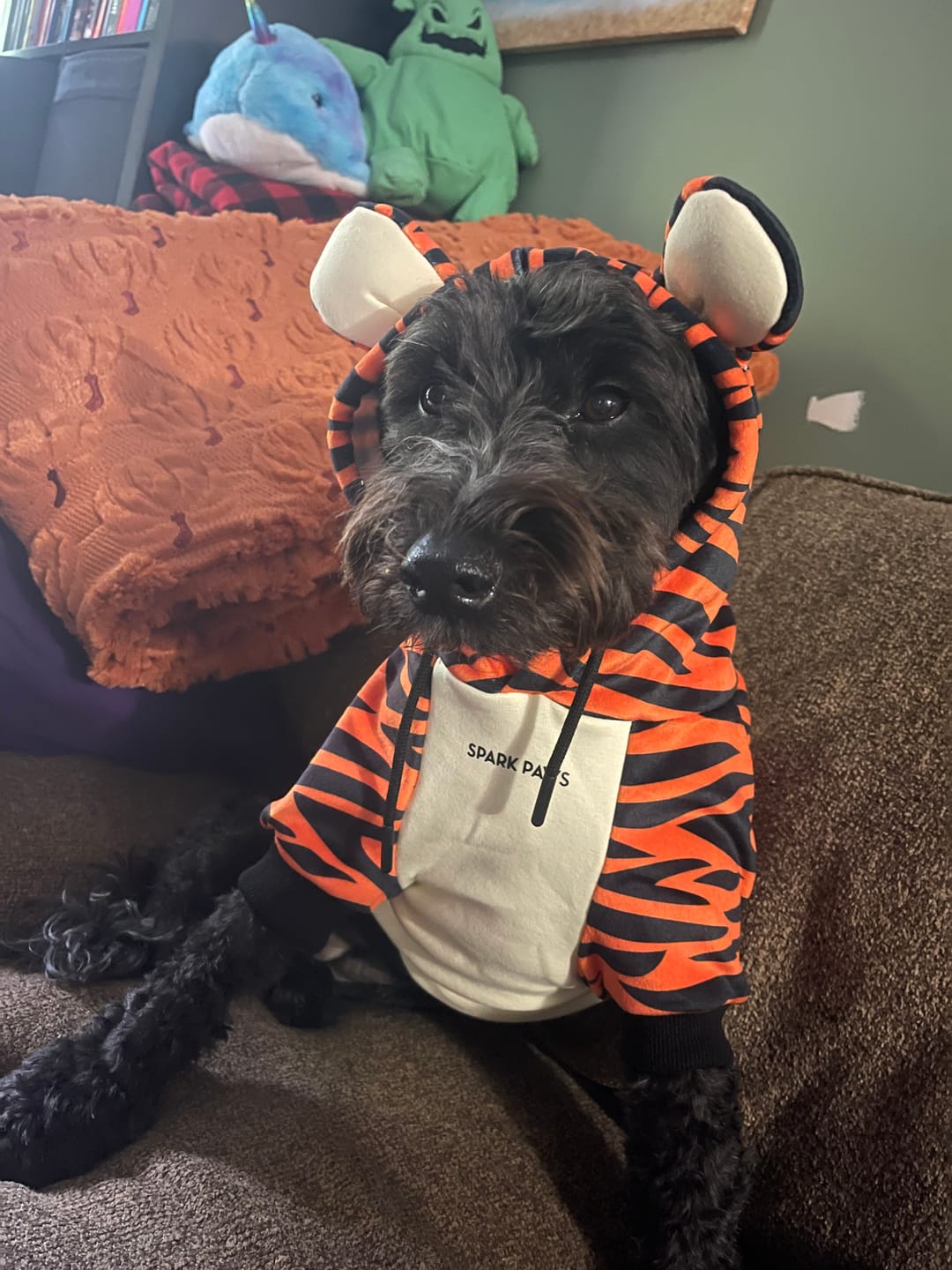 Customer photo review of Halloween Dog Hoodie - Tiger