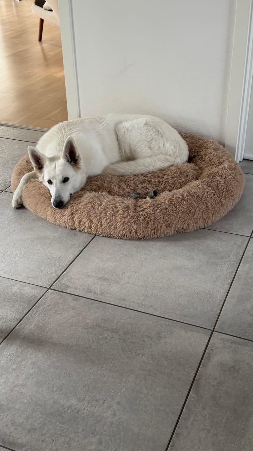 Customer photo review of THE ORIGINAL - Donut hundeseng (beige)